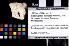 Foto (Objket + Etiketten) von Cracensigillatus acutirostris (Moericke, 1889) 